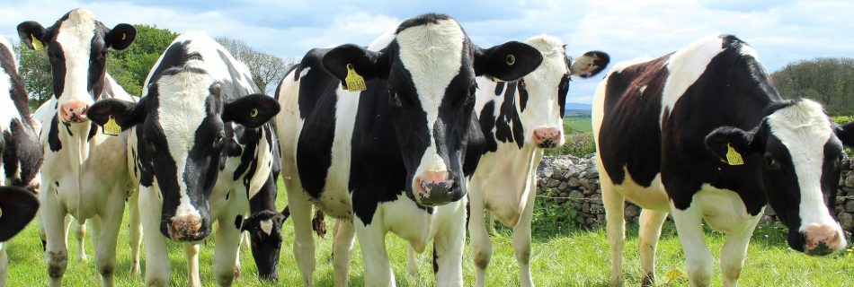 Vacas Holstein pastando